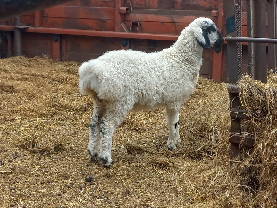 Продам  Эдильбаевскую  овцу.