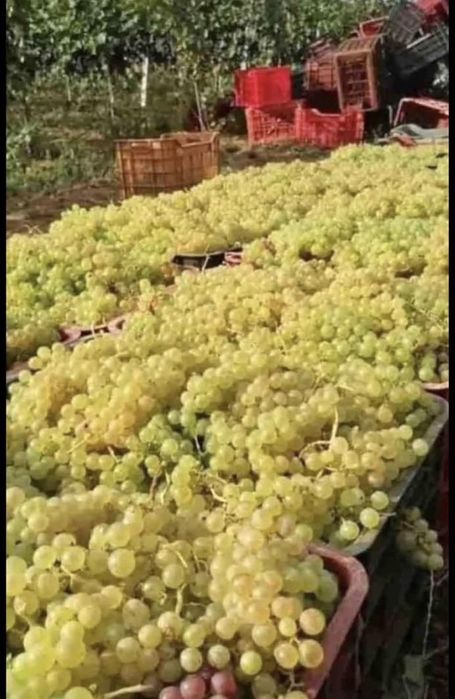 Vand struguri de vin