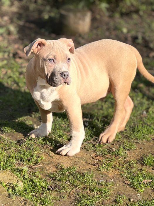 Американско Були хл