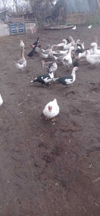 De vânzare rate mute și gaste