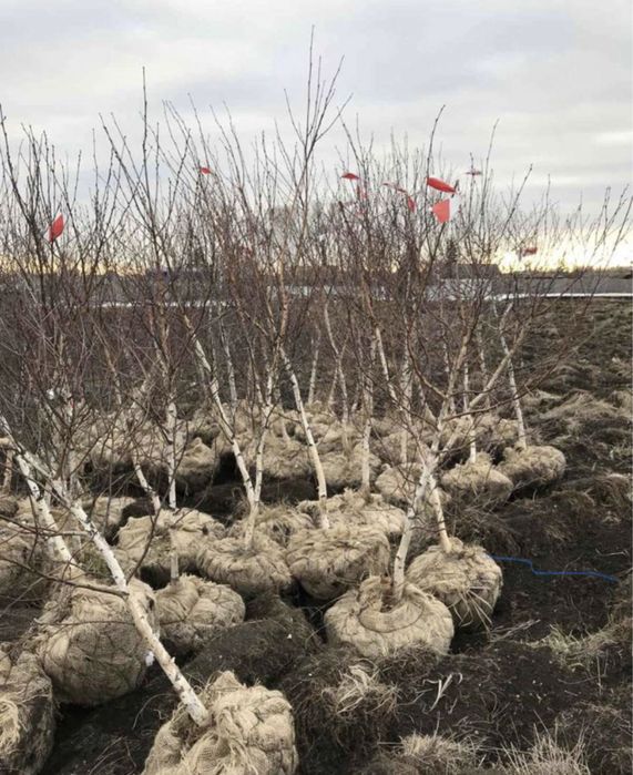 Липа,ива,тополь,сосна,ель,рябина,карагч,клен