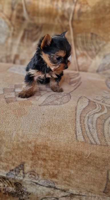 Йоркширски териер