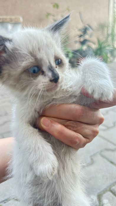 Отдам котят в хорошие руки