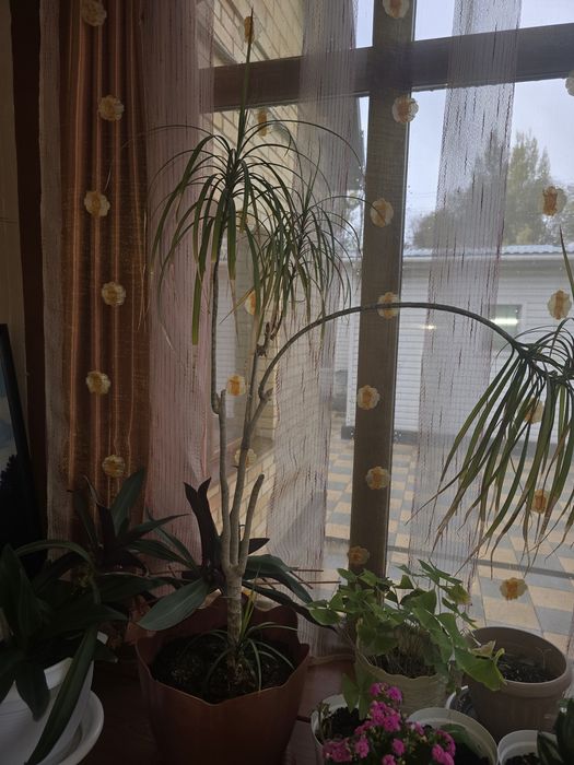 Продам комнатные цветы