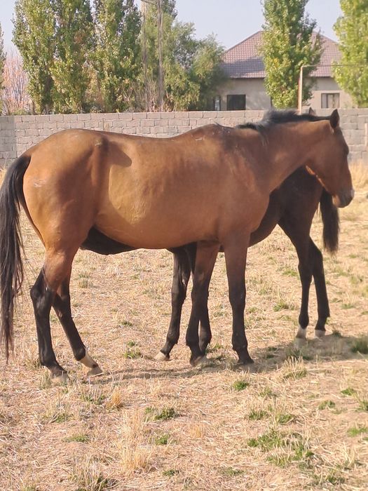 Прадам кабыла Ахилтеке