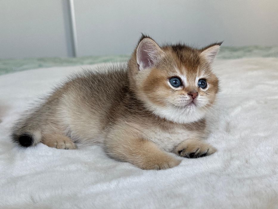 British golden ticked tabby