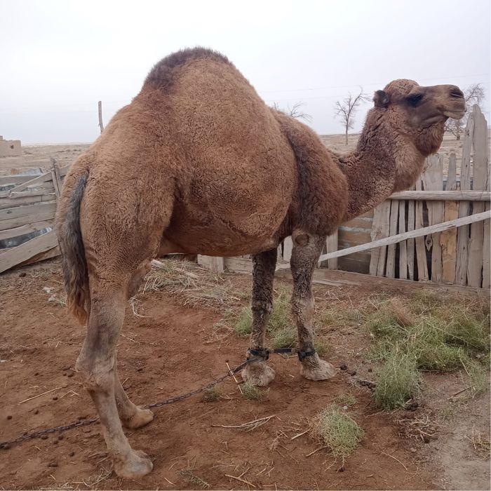 Түйе .      Үлек.  .