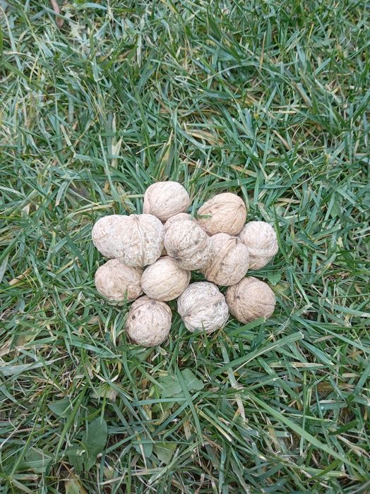 Грецкий Орех Тонкая Скорлупа