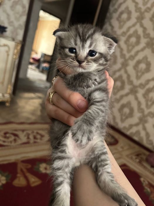 турецкая ангора котята и другие