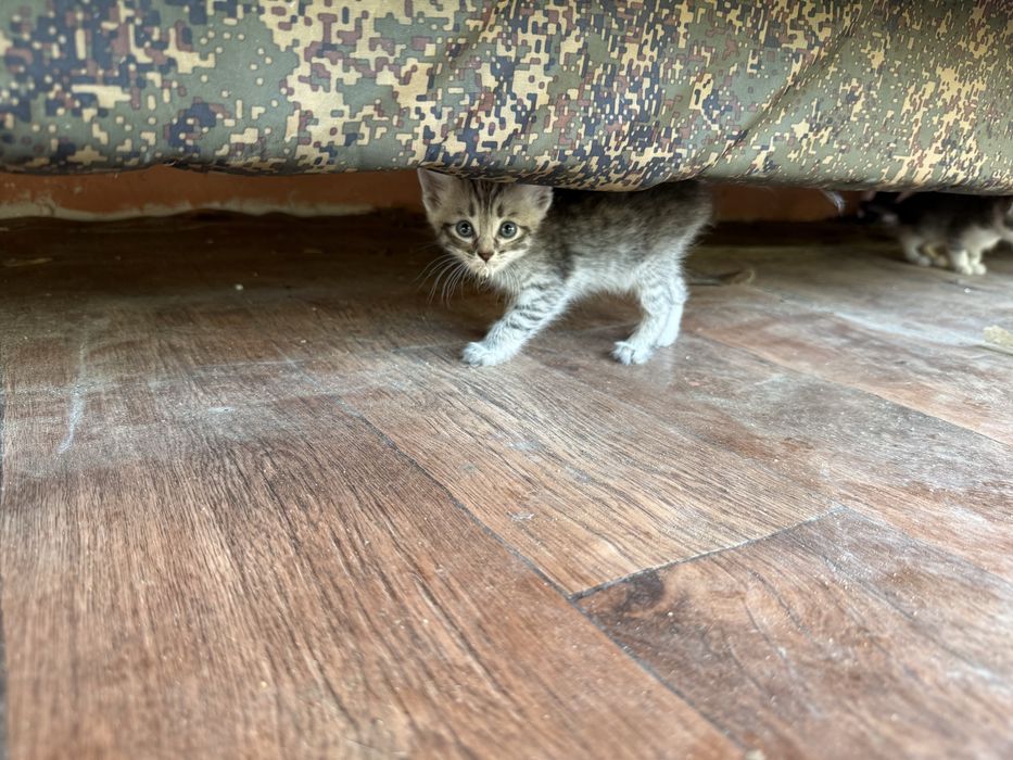 Отдам в добрые руки котят