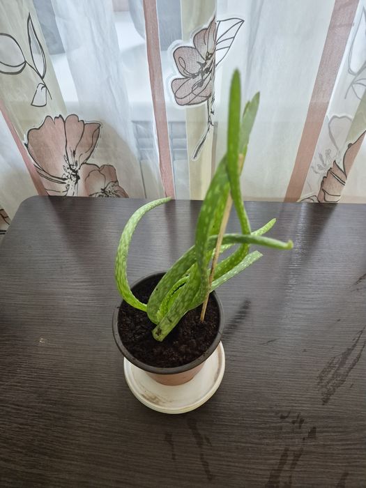 Продается домашний цветок