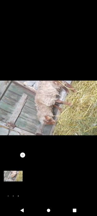 Продам баран кушкар