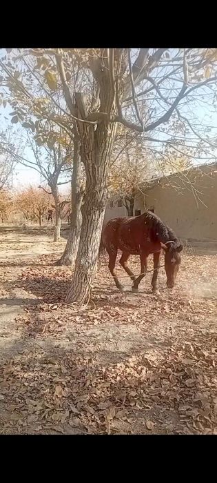 Qora bayir zotli otlar