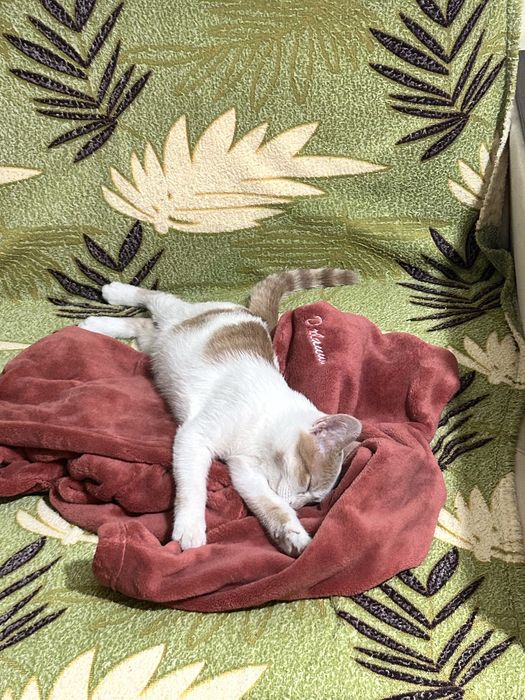 отдам котика в хорошие руки