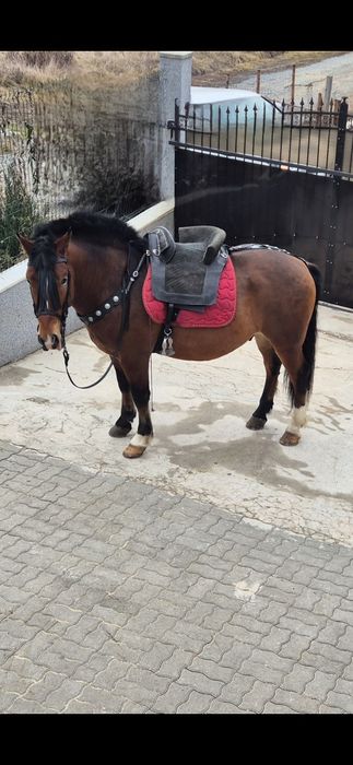 Sa calarie portugheza