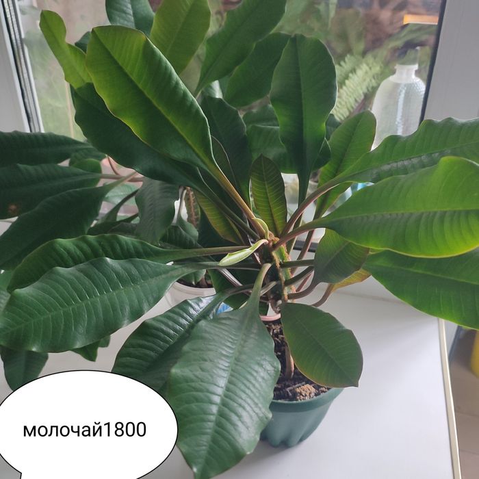 Цветы комнатные продам