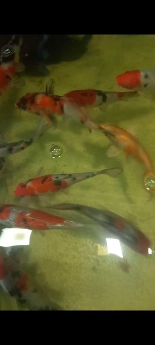 Коя карп ховуз ва аквариум баликлари