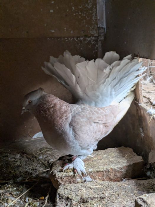 6 voltati indieni și o strasera