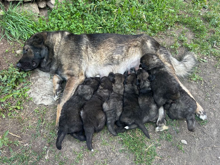 Catei ciobănesc caucazian