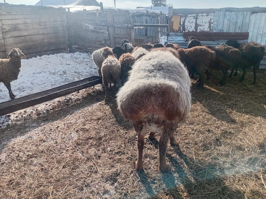 Продам чистокровного арашана