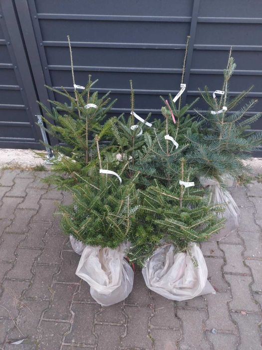 Pachet 5 buc. brazi ornamentali mixt cu balot sol-calibru 60-80 cm