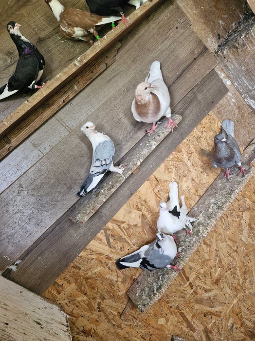 Porumbei texani, jucători, satineți, voiajori disponibili