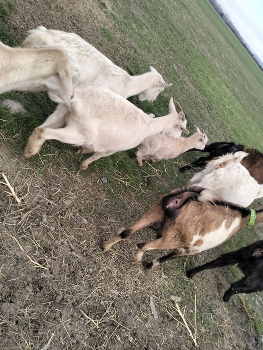 Vând capre originale