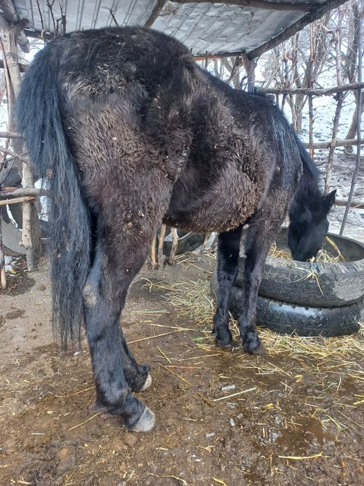 Кунан сатылады 600