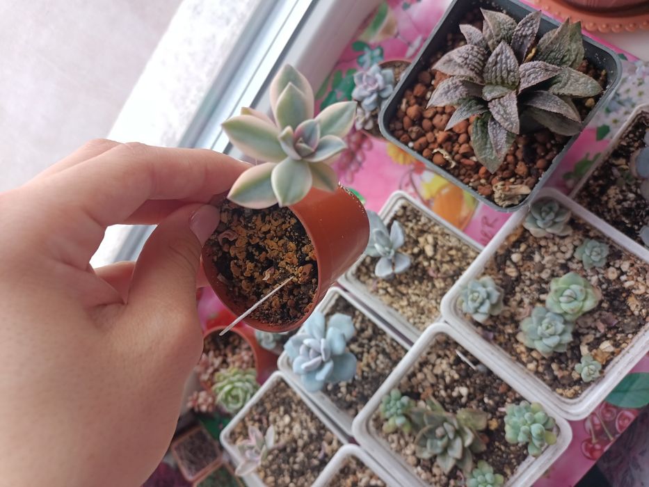 Продам редкие суккуленты!