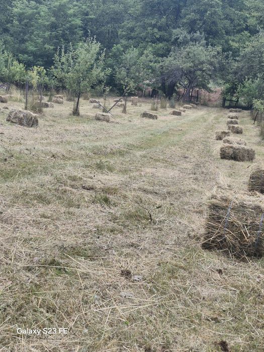 Vând baloti de fan 2025