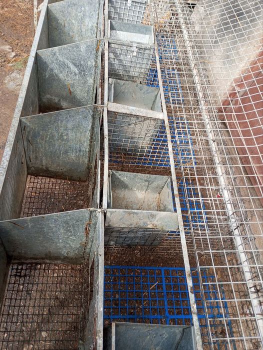 Куен клетка сотилади