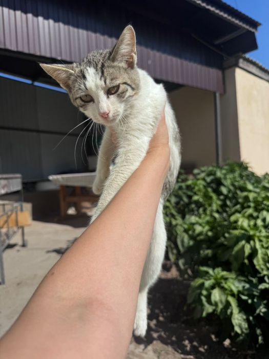 Бесплатно котенка