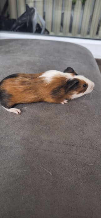 Продам морских свинок