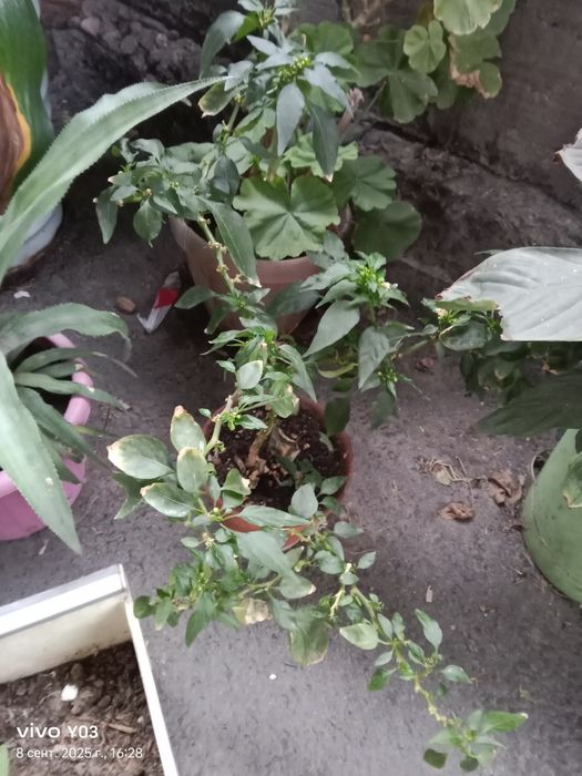 Комнатные цветы разные