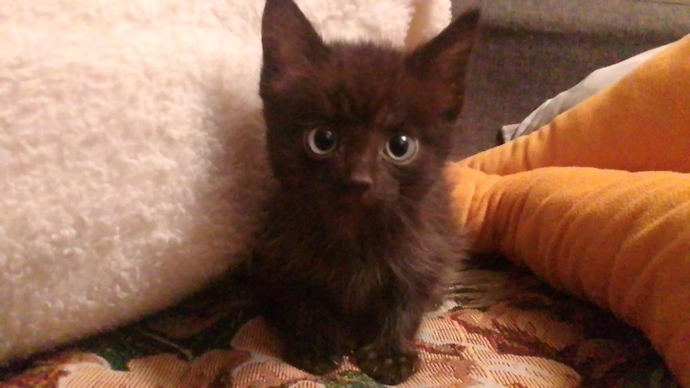отдам котят в добрые руки