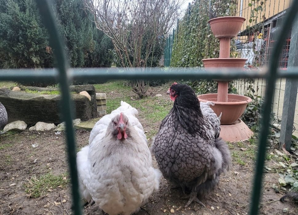 Ouă rasa orpington