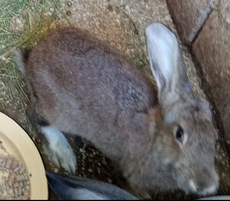 Қойан қойан қойан