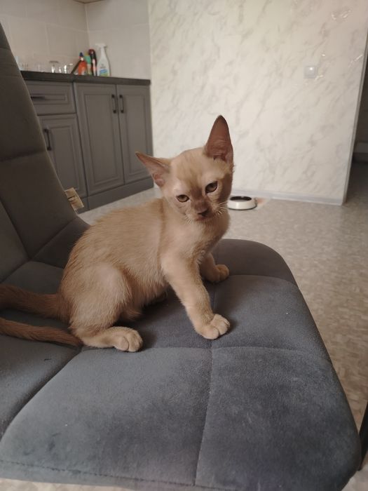 Малыш породы Европейская Бурма.