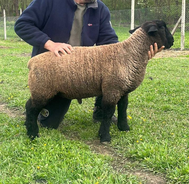 Berbecuț suffolk din părinți cu pedigree