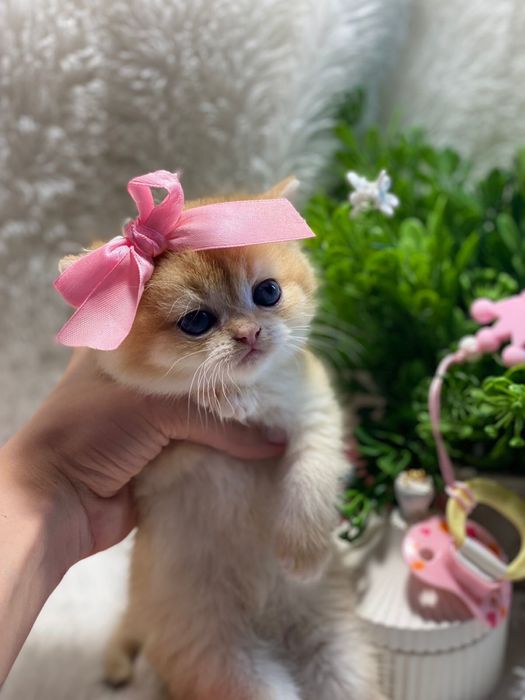 Британские шиншилловые малышки