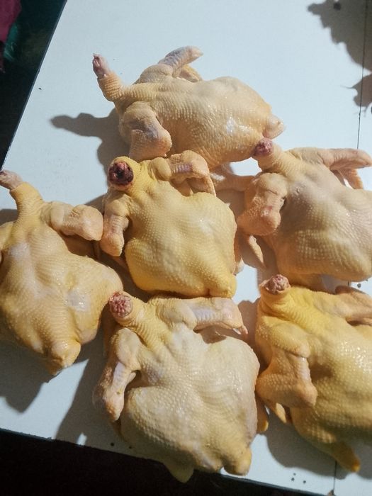 Бройлер    птицы