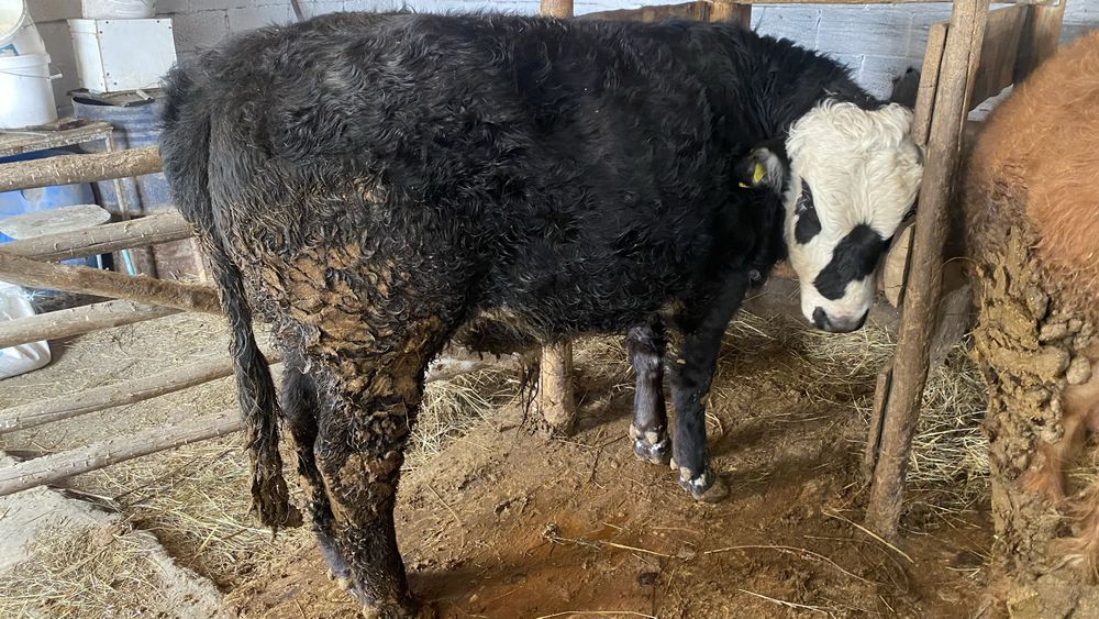 Бычки откормленные