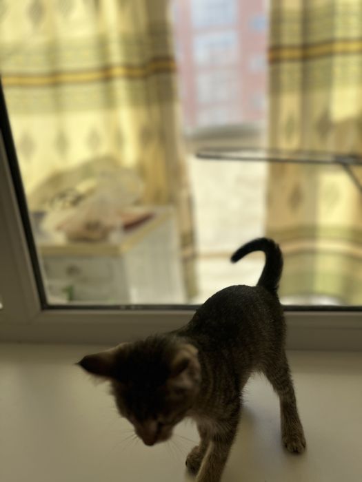 Котенок девочка 2 мес