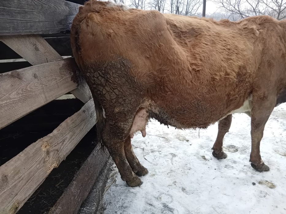 De vânzare vacă gestantă în ultima lună, este la a5a fătare foarte cum