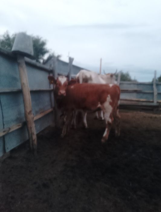 Продаётся 5-ти-8-ми месяцев телята
