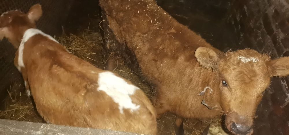 Продам тёлочку 2 мес и бычка 1.5 мес