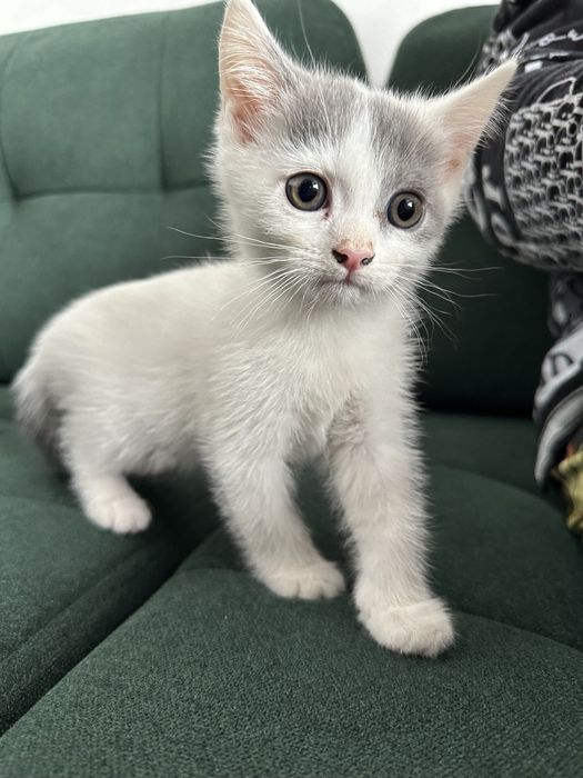 Продаётся котята скотиш фолд