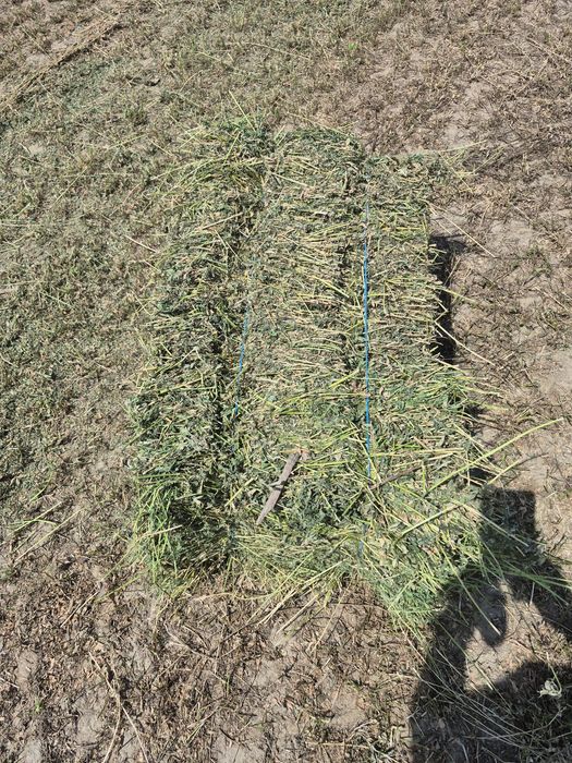 Vand baloti de Lucerna fan productie 2025 transport la domicilu