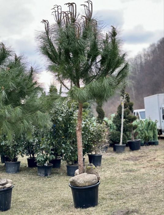 Leylandii, tuia spirala, tuia pe tija