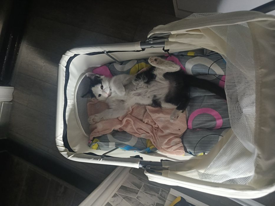 Пристраивается мальчик в добрые ручки